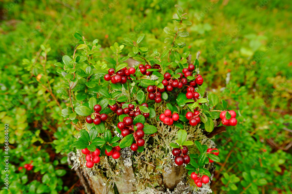 The forest stump is covered with ripe cranberries. The concept of a background image with berries. Collection of red berries of northern cranberries in autumn.