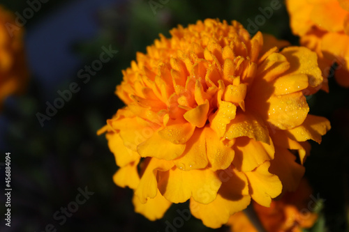 Yellow french marigold with morning dew