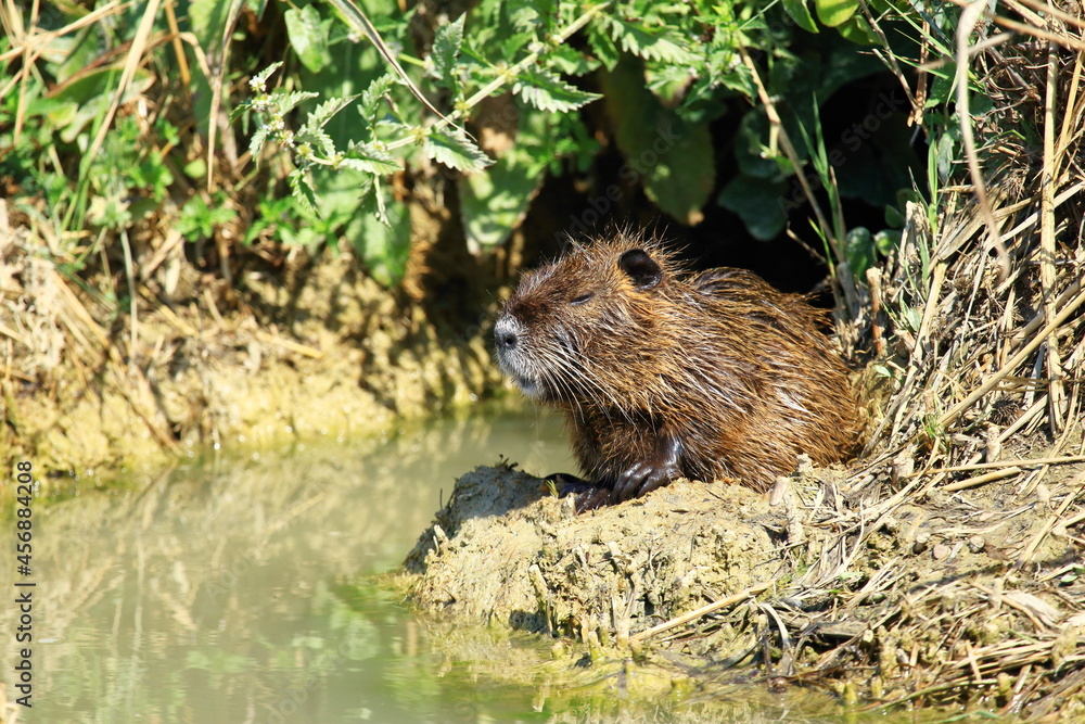 Coypu (Myocastor coypus) also known as Nutria, in nature Coypu (Myocastor coypus) also known as Nutria, in nature