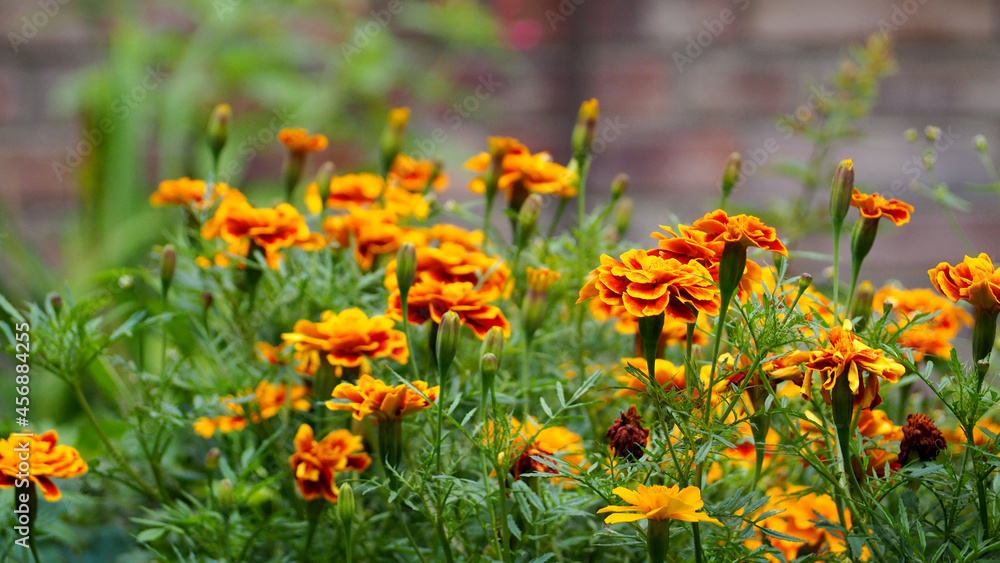 many yellow flowers of the marigold species grow in the garden. side view