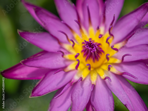 Close-up of beautiful purple waterlily or lotus flower in pond