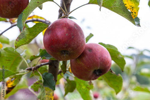 branch of ripe apples on a tree in a garden