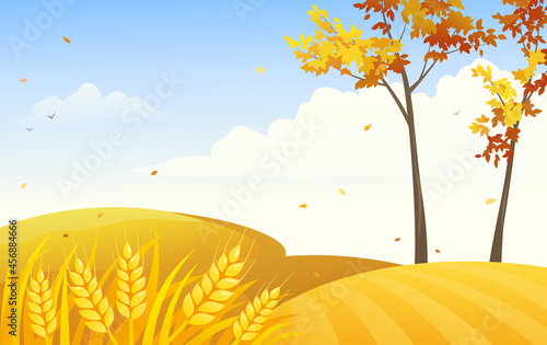 Wheat field background  vector illustration