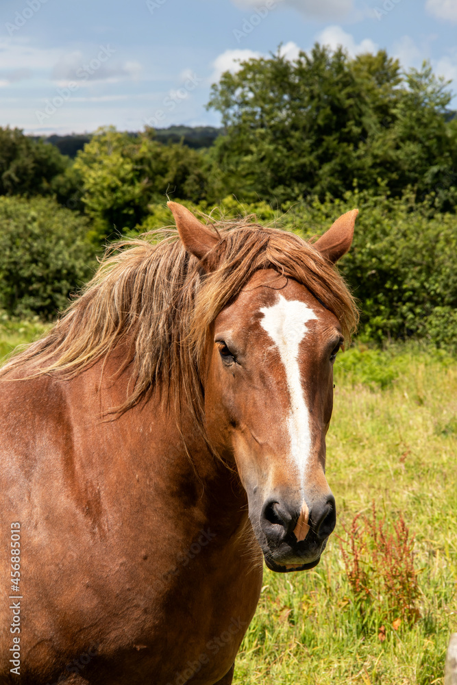 Cheval anglo-arabe en portrait