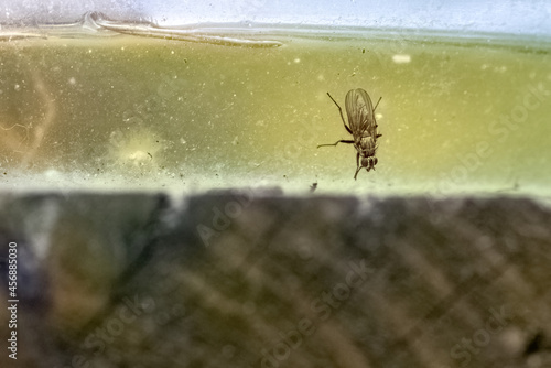 small striped fly sitting against natural background