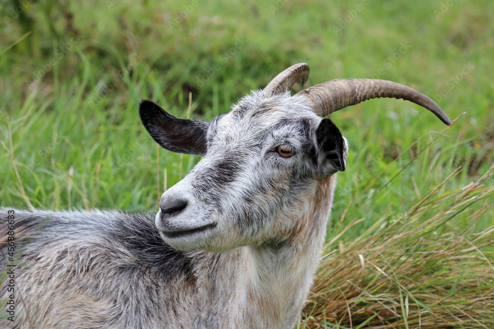 Portrait of gray horned goat grazing on a green meadow, rural scene Portrait of gray horned goat grazing on a green meadow, rural scene