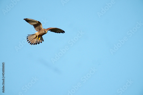 Common kestrel  Falco tinnunculus