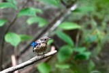 blue and white flycatcher on the branch