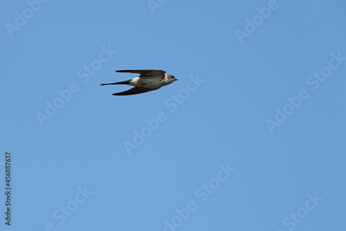 red rumped swallow in the sky