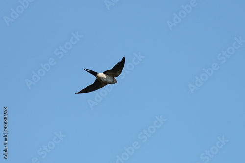 red rumped swallow in the sky