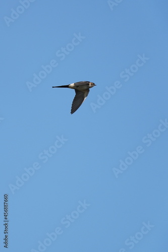 red rumped swallow in the sky