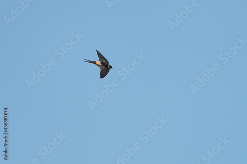 red rumped swallow in the sky