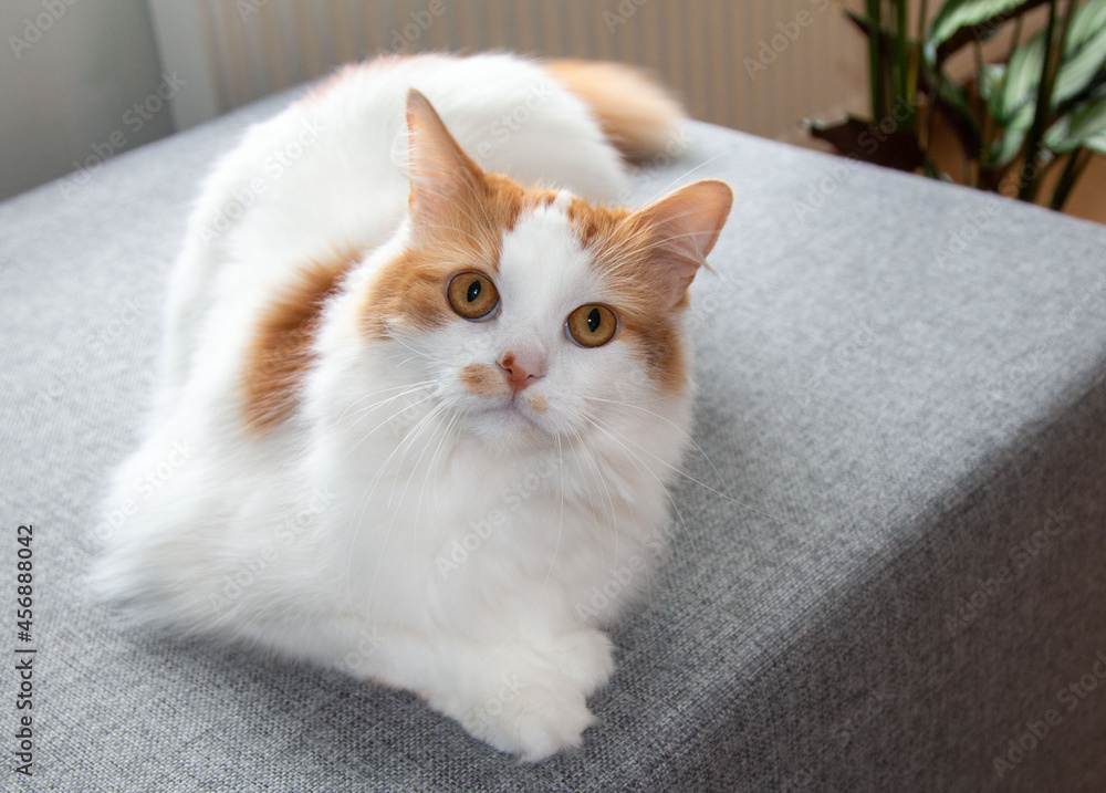 Obraz premium Furry white- ginger cat is relaxing at home
