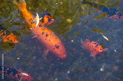 Koi fish swimming in water garden, fancy carp fish, koi fishes, Koi fish in the pond © Oleh Marchak