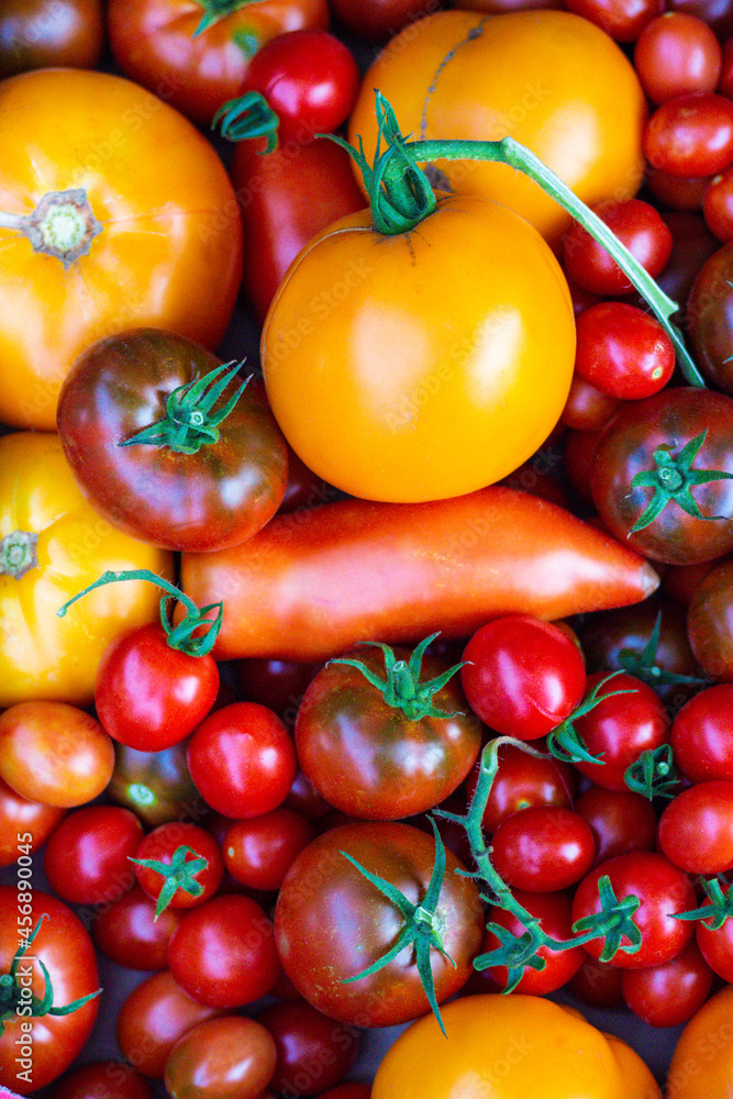 Fresh tomatoes of different varieties top view. Autumn and harvest. Food background with tomato texture. Autumn harvest and fresh tomato cooking concept. Healthy food. High quality photo Fresh tomatoes of different varieties top view. Autumn and harvest. Food background with tomato texture. Autumn harvest and fresh tomato cooking concept. Healthy food. High quality photo