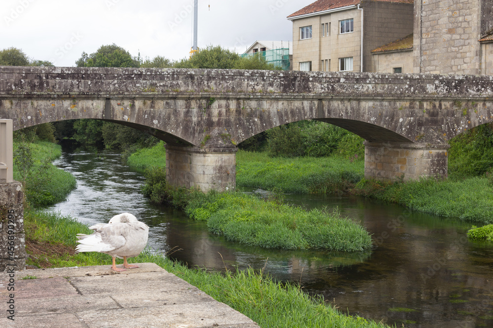 Fototapeta premium Free goose in the town of Padrón