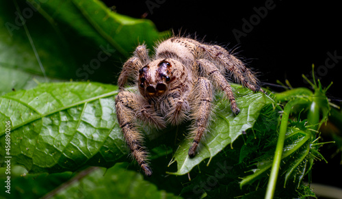 jumping spider hyllus diardi on green leaf photo