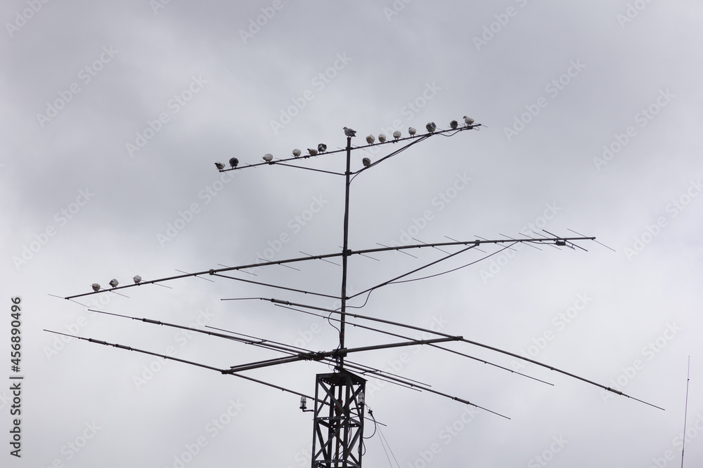 Television antenna with birds Television antenna with birds