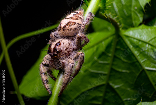 jumping spider hyllus diardi on green leaf photo