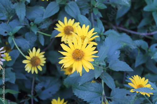 Beautiful yellow flowers