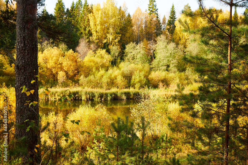 Obraz premium Trees in the autumn forest with yellow leaves