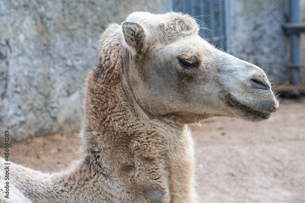 Obraz premium A camel in the Siberian zoo. Camel's head close-up. Long camel hair. Camels are large animals adapted to live in arid regions