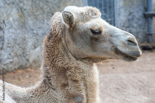 A camel in the Siberian zoo. Camel's head close-up. Long camel hair. Camels are large animals adapted to live in arid regions