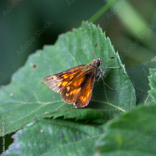 Butterfly Large skipper (Ochlodes sylvanus); resting female photo