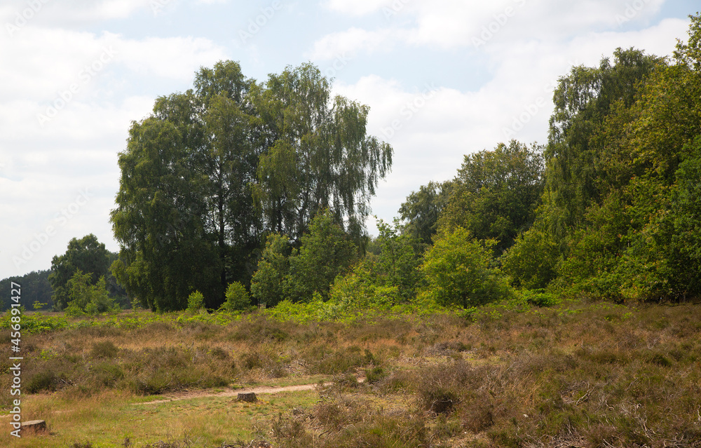 Heathland nature reserve Paardenslenkte, Tubbergen, Overijssel, Netherlands