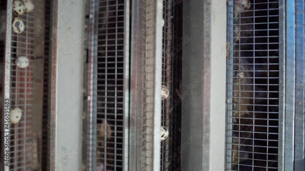 Closeup vertical shot of group of quail birds in cage laying organic eggs at eco poultry farm Closeup vertical shot of group of quail birds in cage laying organic eggs at eco poultry farm