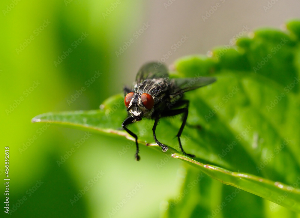 A horsefly seen in close-up resting on a leaf A horsefly seen in close-up resting on a leaf
