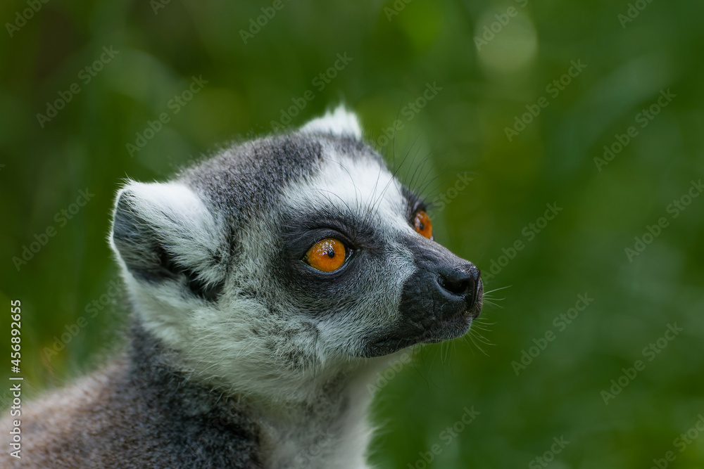 Fototapeta premium Portrait of ring-tailed lemur