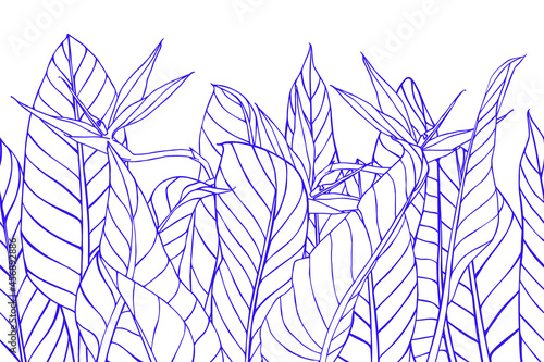 Horizontal seamless banner with strelitzia flowers and leaves. Floral texture with bird of paradise or crane flower plant. Unique hand drawn background. .Outline drawing of tropical plants.