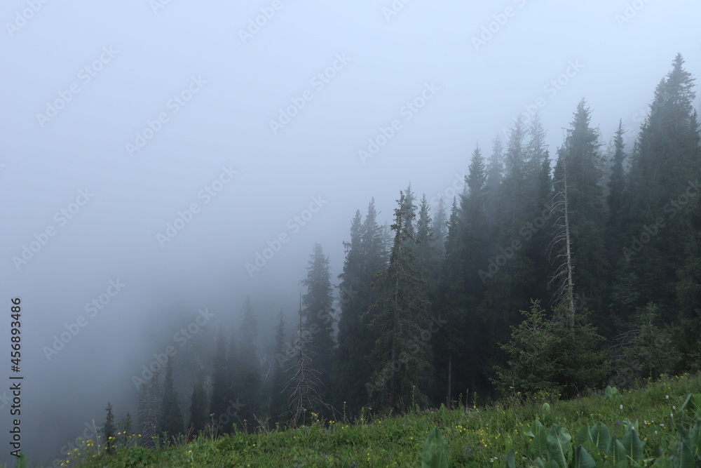 forest in foggy mountains, nature in mountains