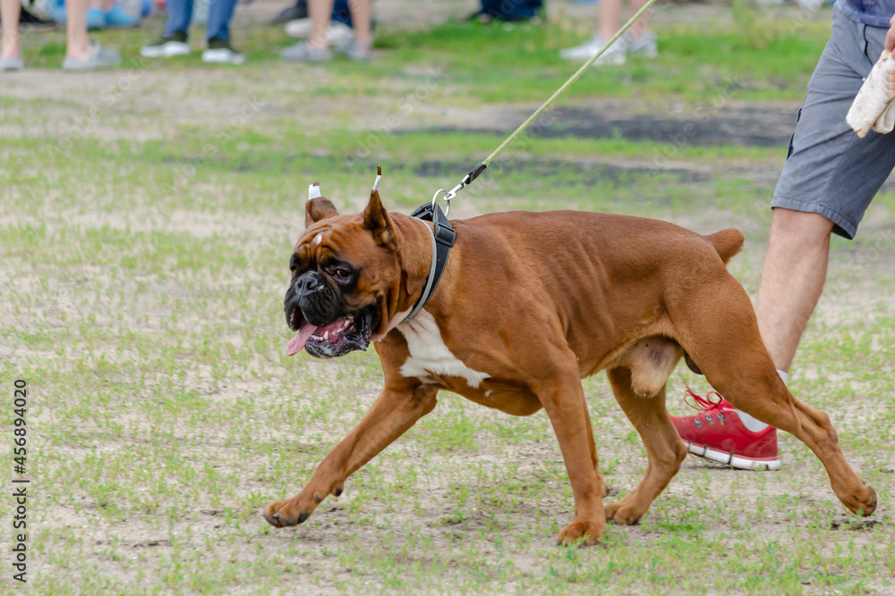 Boxer with docked tail. The dog in front also has cropped ears. Big brown dog walks on leash. Selective focus, motion blurred, defocus, noise.