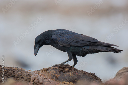 Northern Raven (Corvus corax) feeds on cow carcass.