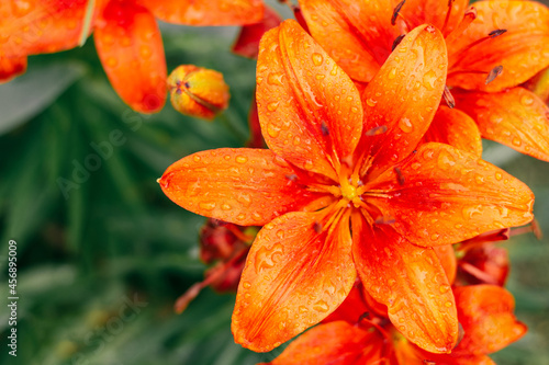Partially blurred creative background image of bright orange lilies with water drops and greenery