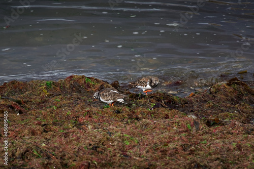 Turnstone birds amongst the seaweed photo