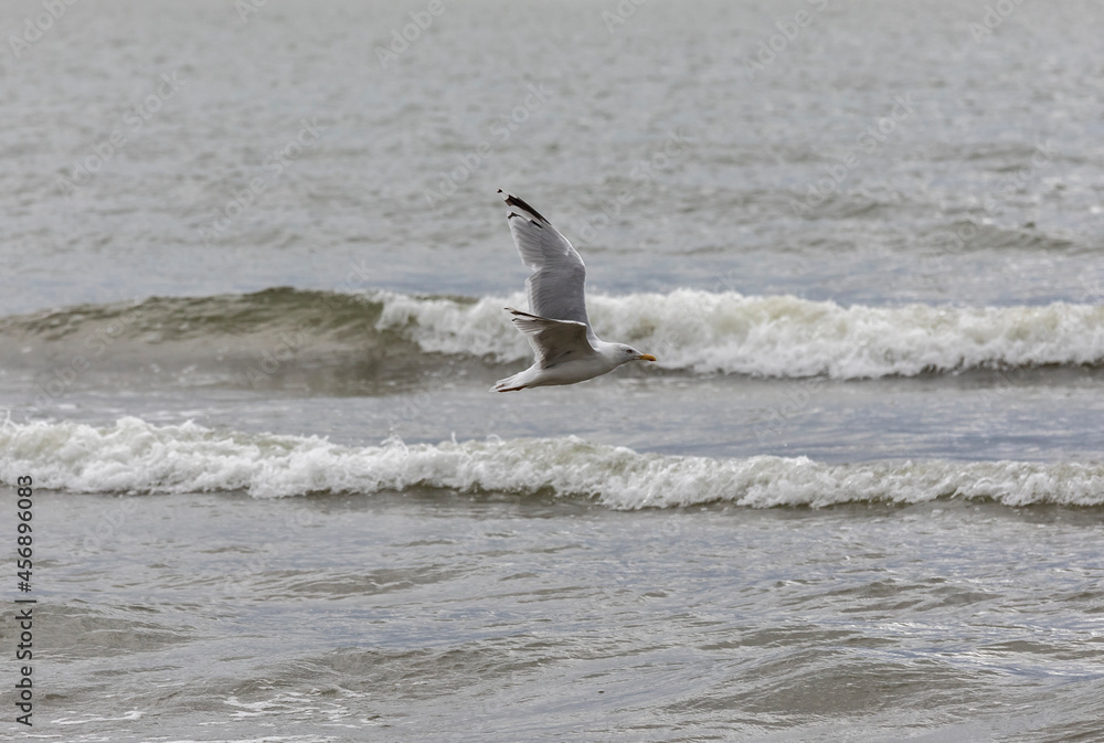 seagull flying on a cloudy day at the shore seagull flying on a cloudy day at the shore
