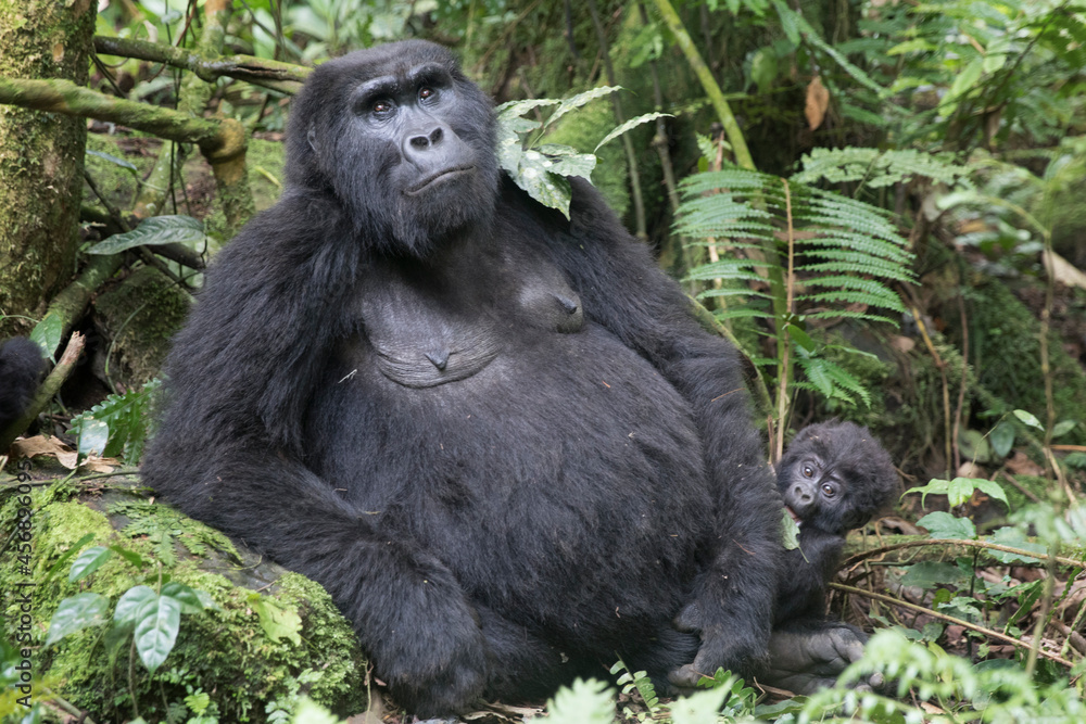 Obraz premium Adult mountain gorilla mother with baby in its natural african rainforest habitat