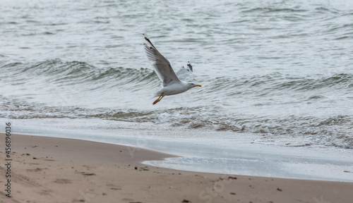 seagull flying on a cloudy day at the shore