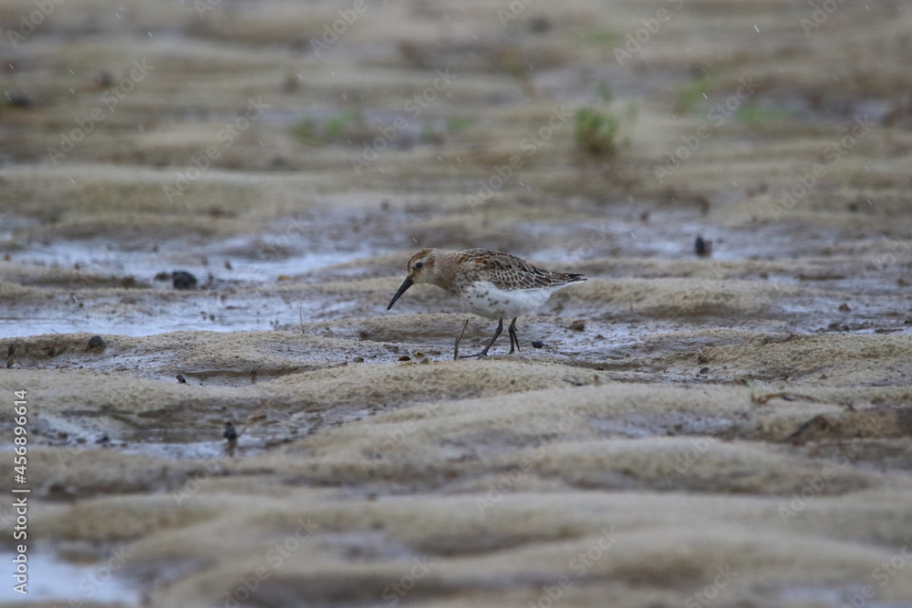 Fototapeta premium Alpenstrandläufer