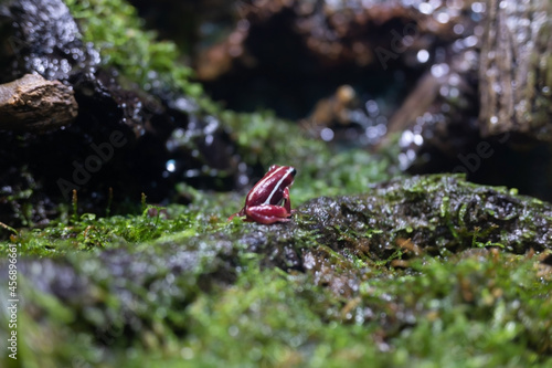 Santa Isabel Dart Frog the small red frog on the ground near the pond