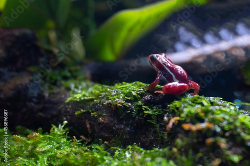 Santa Isabel Dart Frog the small red frog on the ground near the pond