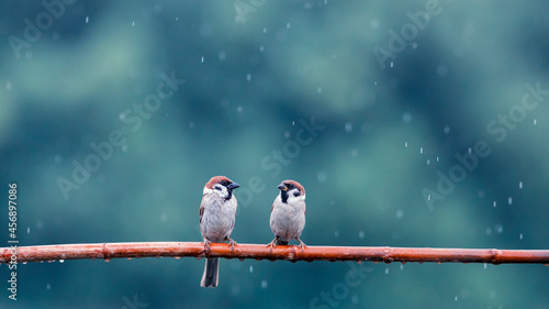 two small funny birds sparrows are sitting on a branch in the garden under th...