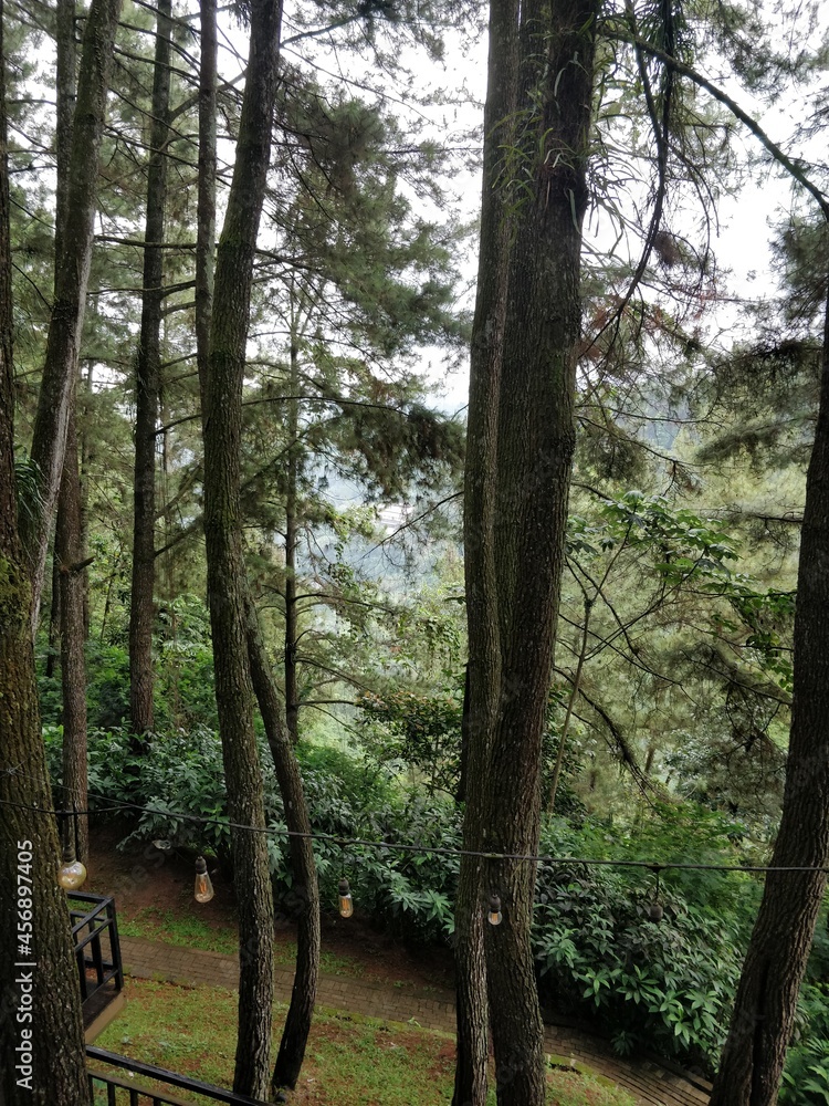 Obraz premium trees in the woods