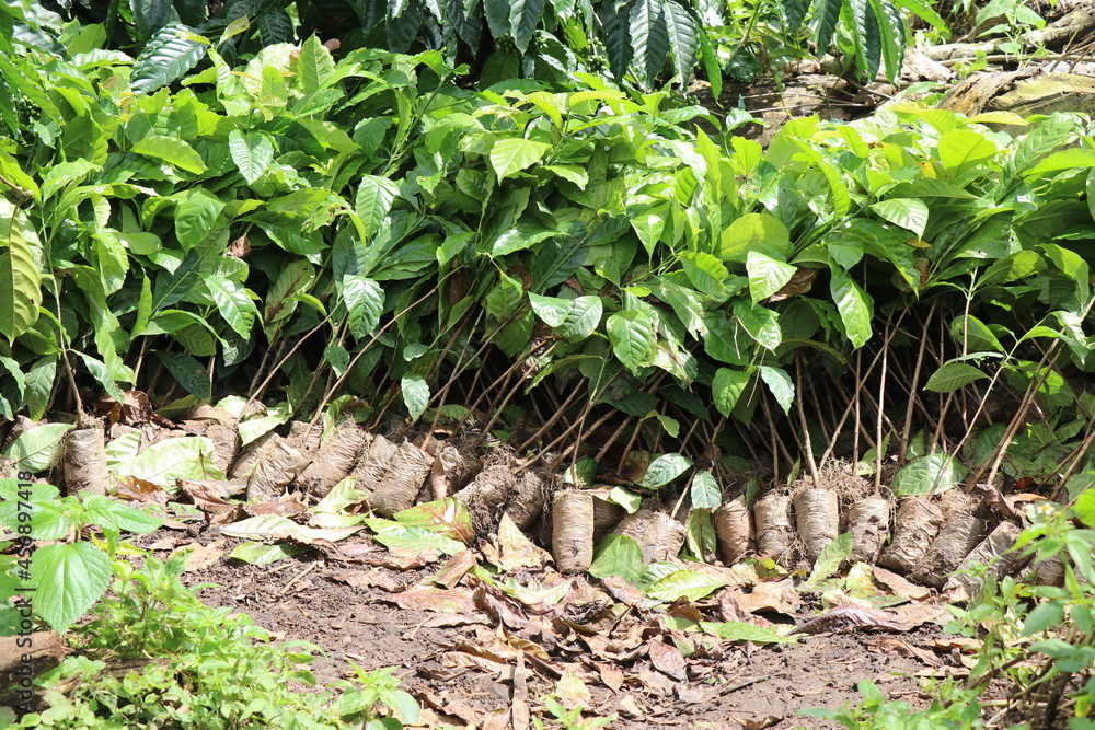 robusta plant seedlings lined up, group of robusta coffee plants growing in nursery bags ready to be planted on ground robusta plant seedlings lined up, group of robusta coffee plants growing in nursery bags ready to be planted on ground