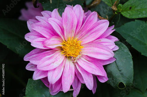 Light pink dahlia flower with yellow anther closeup, dahlia flower for wallpaper and background