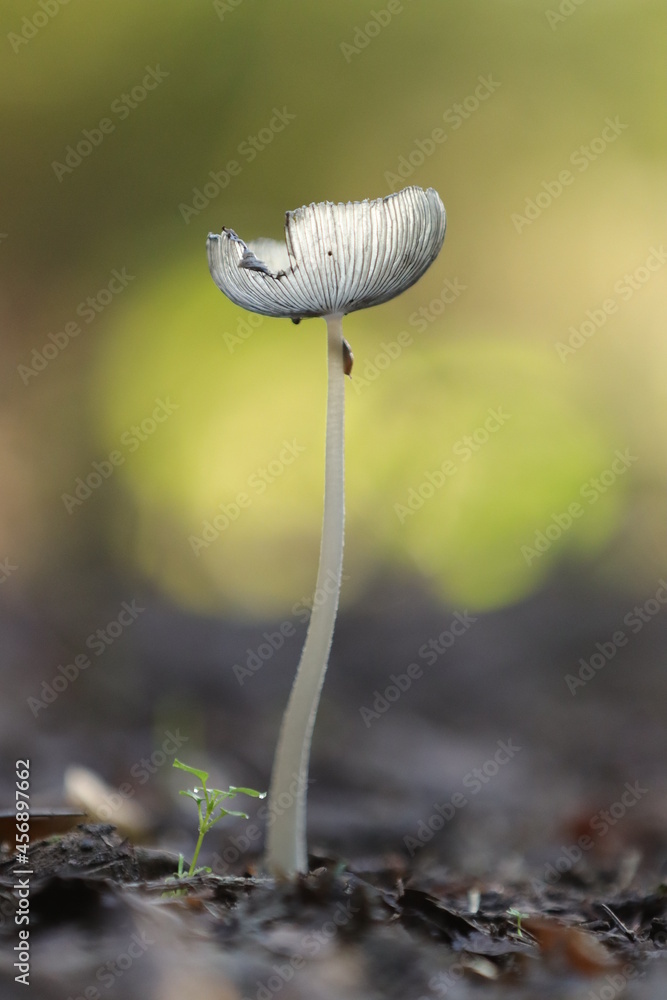 Obraz premium Tintling