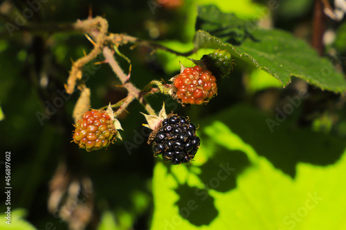 Blackberries along the 
